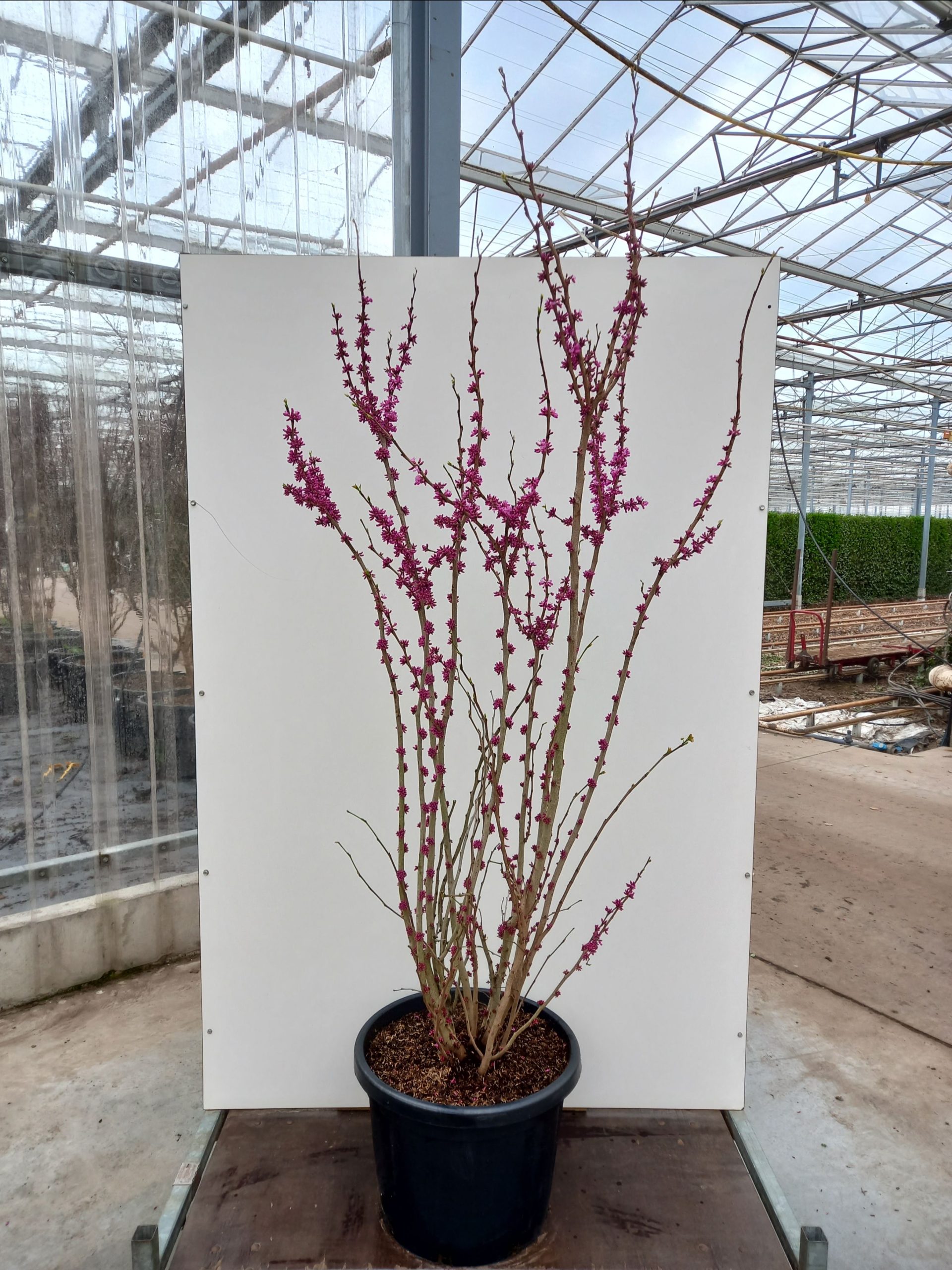 Cercis chinensis Avondale C50 – Image 3