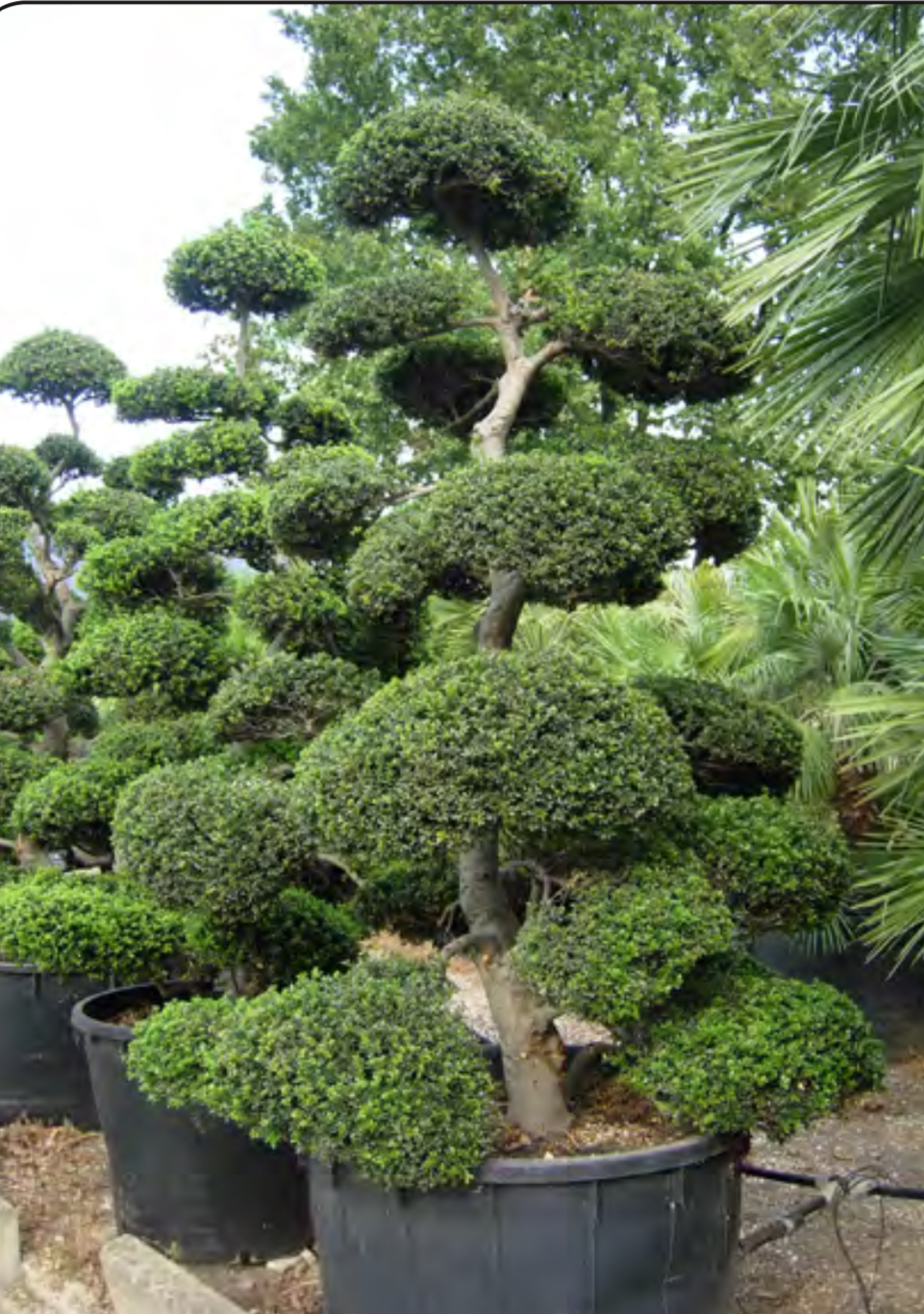 BONSAI ILEX CRENATA KIMNEI