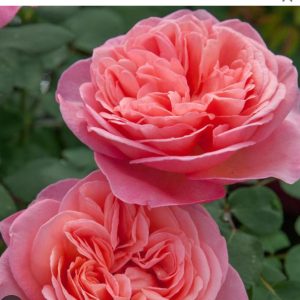 ROSIER BUISSON MADEMOISELLE MEINOSTAIR