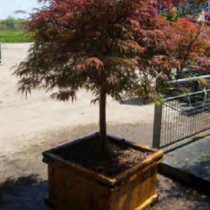 PALMATIUM DISS GARNET Mini tige NR