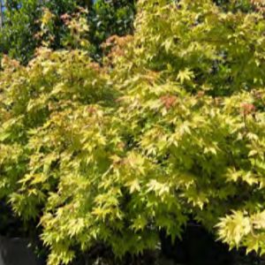 PALMATIUM ORANGE DREAM