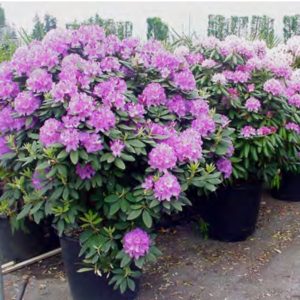 RHODODENDRON 180/200